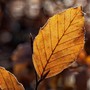 Ultima giornata mite prima di una domenica nuvolosa e di un lunedì con qualche pioggia: oggi ancora 20°, poi massime giù anche di 8 gradi