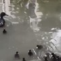 Un'immagine del video dell'Enpa Milano