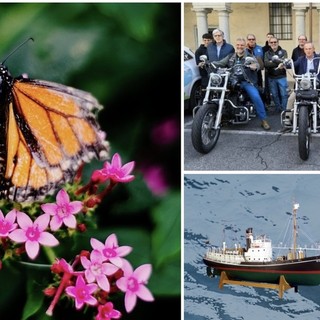 Fiori, motori, foto e tante chance di stare insieme: un weekend che scoppia di eventi nel Bustese