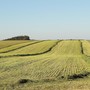 Imprese agricole: un bando per contributi a fondo perduto fino a 5.000 euro