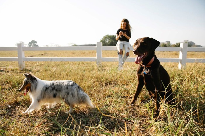 Tutti i Segreti degli Antiparassitari per Cani: Guida Completa