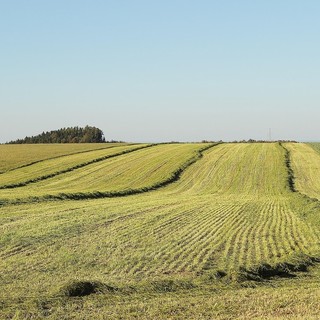 Imprese agricole: un bando per contributi a fondo perduto fino a 5.000 euro