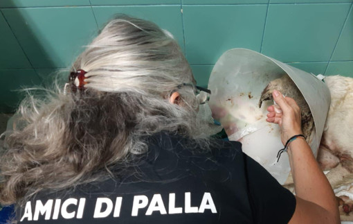 Angelo è stato curato e coccolato dall'équipe della dottoressa Pais assieme ad altre bestiole: diverse immagini sono state oscurate da Facebook per il loro dolore