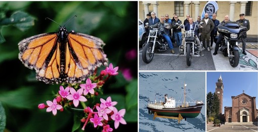 Fiori, motori, foto e tante chance di stare insieme: un weekend che scoppia di eventi nel Bustese