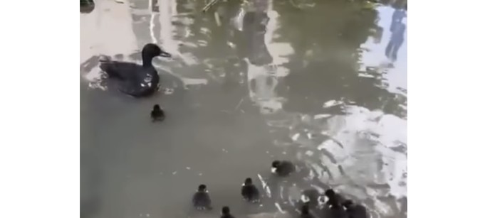 Un'immagine del video dell'Enpa Milano
