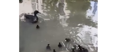 Un'immagine del video dell'Enpa Milano