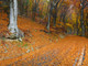 I colori dell'autunno in provincia di Varese