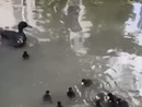 Un'immagine del video dell'Enpa Milano Un'immagine del video dell'Enpa Milano