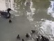 Un'immagine del video dell'Enpa Milano