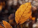 Ultima giornata mite prima di una domenica nuvolosa e di un lunedì con qualche pioggia: oggi ancora 20°, poi massime giù anche di 8 gradi
