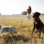 Tutti i Segreti degli Antiparassitari per Cani: Guida Completa