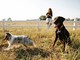 Tutti i Segreti degli Antiparassitari per Cani: Guida Completa