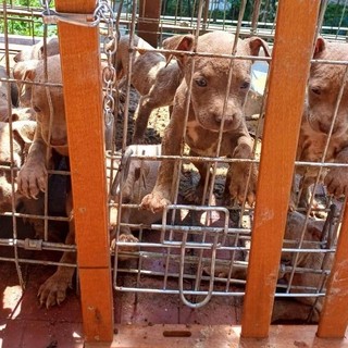 In gabbia sotto il sole, a Lecco salvati 10 cuccioli di pitbull amstaff