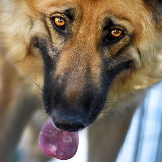 Busto, il “Pomeriggio a sei zampe” sostiene la legge contro l’accattonaggio con animali