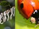 Parte la lotta biologica alla Takahashia japonica: coccinelle contro l’infestante degli alberi cittadini