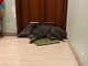 Incredibile in Liguria: esce di casa e si trova un cinghiale addormentato sullo zerbino