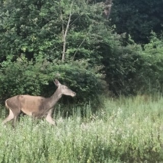 VIDEO. Senza perdere la meraviglia: gli incontri che la Valle Olona sa sussurrare alle prime luci del giorno