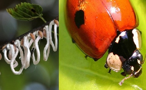 Parte la lotta biologica alla Takahashia japonica: coccinelle contro l’infestante degli alberi cittadini