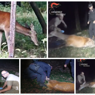 VIDEO. Trovato, soccorso e rimesso in libertà dopo giorni di ricerca il cervo ferito da una freccia in Valceresio