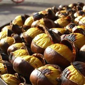 Al Parco Alto Milanese un weekend tra funghi, castagne e solidarietà Al Parco Alto Milanese un weekend tra funghi, castagne e solidarietà