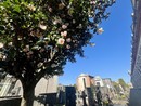 LA FOTO. Il cimitero rifiorito: chiamalo se vuoi autunno
