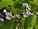 Takahashia japonica a Legnano: il parassita asiatico invade alberi e giardini Takahashia japonica a Legnano: il parassita asiatico invade alberi e giardini