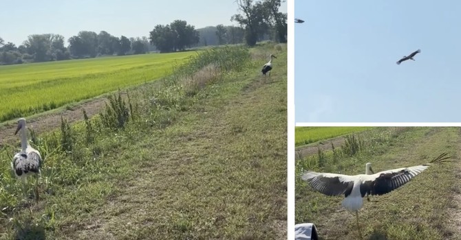 FOTO E VIDEO. Quelle cicogne salvate che iniziano la loro nuova vita: «Buon viaggio ragazze! Fate buon volo» FOTO E VIDEO. Quelle cicogne salvate che iniziano la loro nuova vita: «Buon viaggio ragazze! Fate buon volo»
