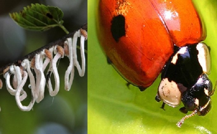 Parte la lotta biologica alla Takahashia japonica: coccinelle contro l’infestante degli alberi cittadini