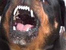 Uomo aggredito da un cane a Rho: scenari da chiarire