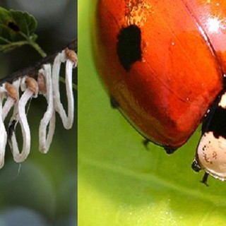 Parte la lotta biologica alla Takahashia japonica: coccinelle contro l’infestante degli alberi cittadini