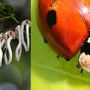 Parte la lotta biologica alla Takahashia japonica: coccinelle contro l’infestante degli alberi cittadini