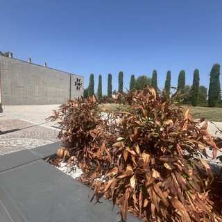 Pianta secca e telecamera in perenne attesa: il triste benvenuto al cimitero di Busto