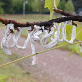 A Castellanza la cocciniglia japonica fa discutere il consiglio comunale