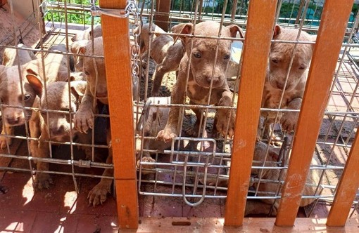 In gabbia sotto il sole, a Lecco salvati 10 cuccioli di pitbull amstaff