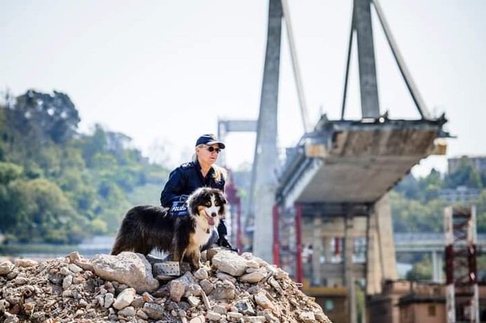 È morto Night Spirit, il cane poliziotto eroe del ponte Morandi