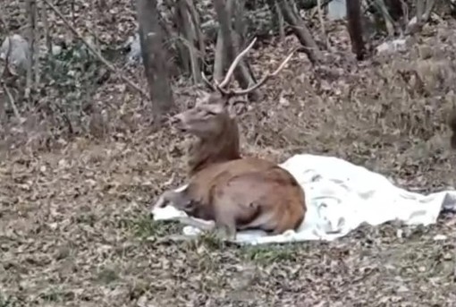 Spaventato dai botti fugge tra le vie di Nova Milanese, cervo recuperato e salvato
