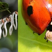 Parte la lotta biologica alla Takahashia japonica: coccinelle contro l’infestante degli alberi cittadini