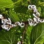 Takahashia japonica a Legnano: il parassita asiatico invade alberi e giardini