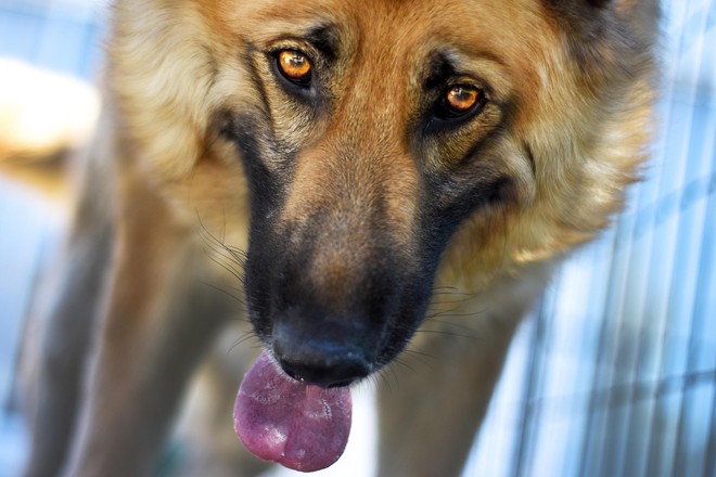 Busto, il “Pomeriggio a sei zampe” sostiene la legge contro l’accattonaggio con animali