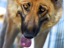 Busto, il “Pomeriggio a sei zampe” sostiene la legge contro l’accattonaggio con animali