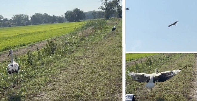 FOTO E VIDEO. Quelle cicogne salvate che iniziano la loro nuova vita: «Buon viaggio ragazze! Fate buon volo» FOTO E VIDEO. Quelle cicogne salvate che iniziano la loro nuova vita: «Buon viaggio ragazze! Fate buon volo»