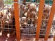 In gabbia sotto il sole, a Lecco salvati 10 cuccioli di pitbull amstaff