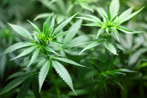 Cannabis 'light': cos’è e cosa dice la normativa vigente