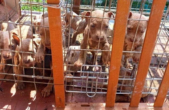 In gabbia sotto il sole, a Lecco salvati 10 cuccioli di pitbull amstaff
