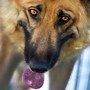 Busto, il “Pomeriggio a sei zampe” sostiene la legge contro l’accattonaggio con animali