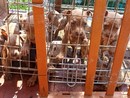 In gabbia sotto il sole, a Lecco salvati 10 cuccioli di pitbull amstaff