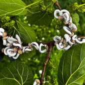 Takahashia japonica a Legnano: il parassita asiatico invade alberi e giardini Takahashia japonica a Legnano: il parassita asiatico invade alberi e giardini