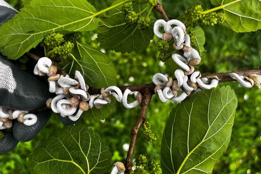 Takahashia japonica a Legnano: il parassita asiatico invade alberi e giardini