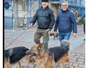 VIDEO. La camminata cresce e diventa un “Pomeriggio a sei zampe” in centro a Busto