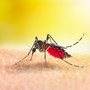 Due casi di Dengue a Busto. Scatta la disinfestazione